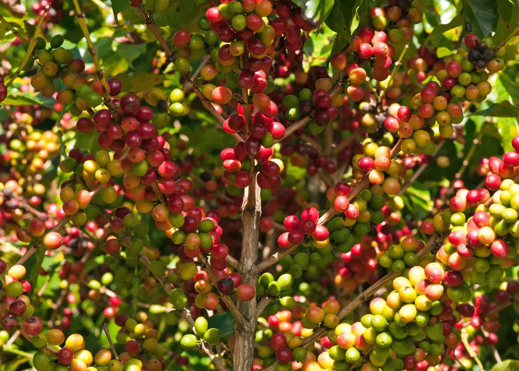 Daterra - Medium - Image 3