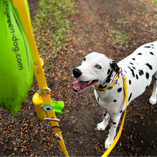 Dog Collar | Yellow - Image 4