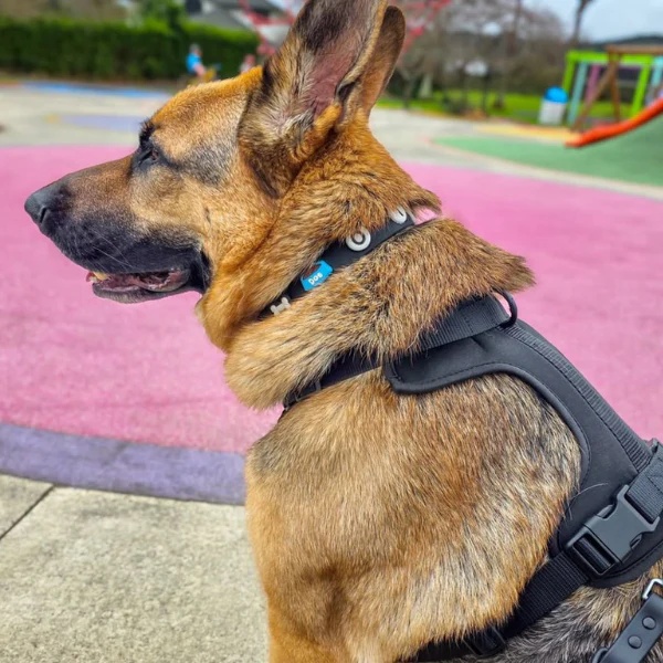 Dog Harness | Black - Image 7