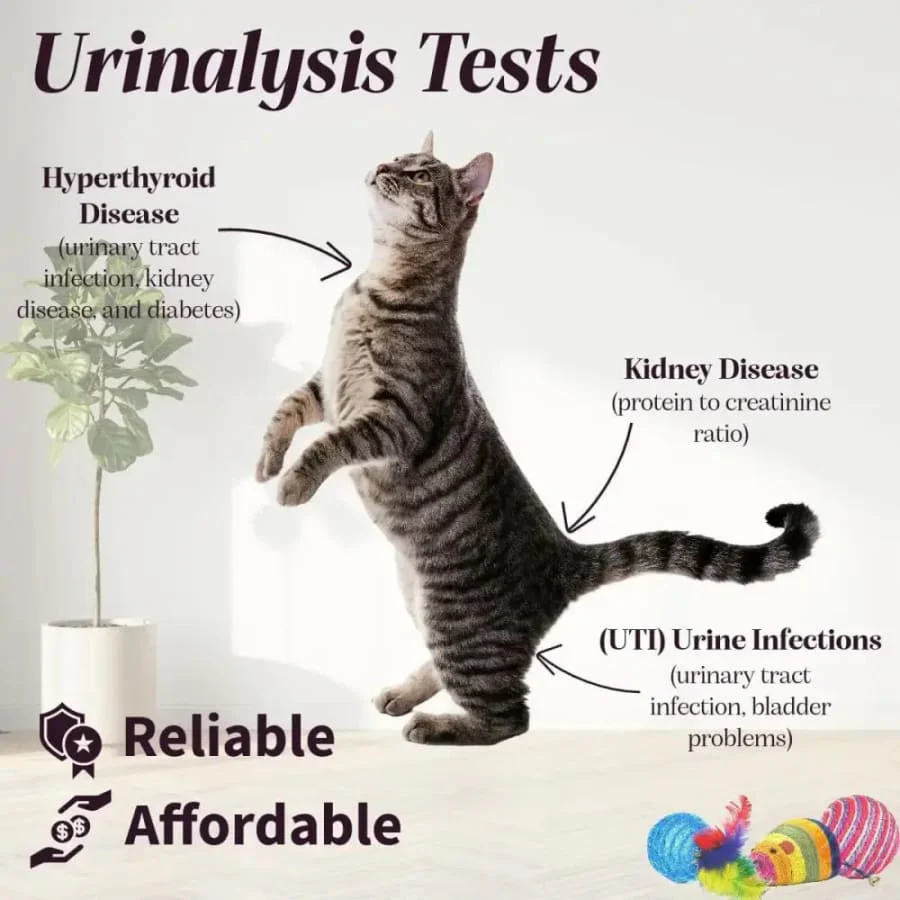 Pet Health Urine Test Strips - Image 9