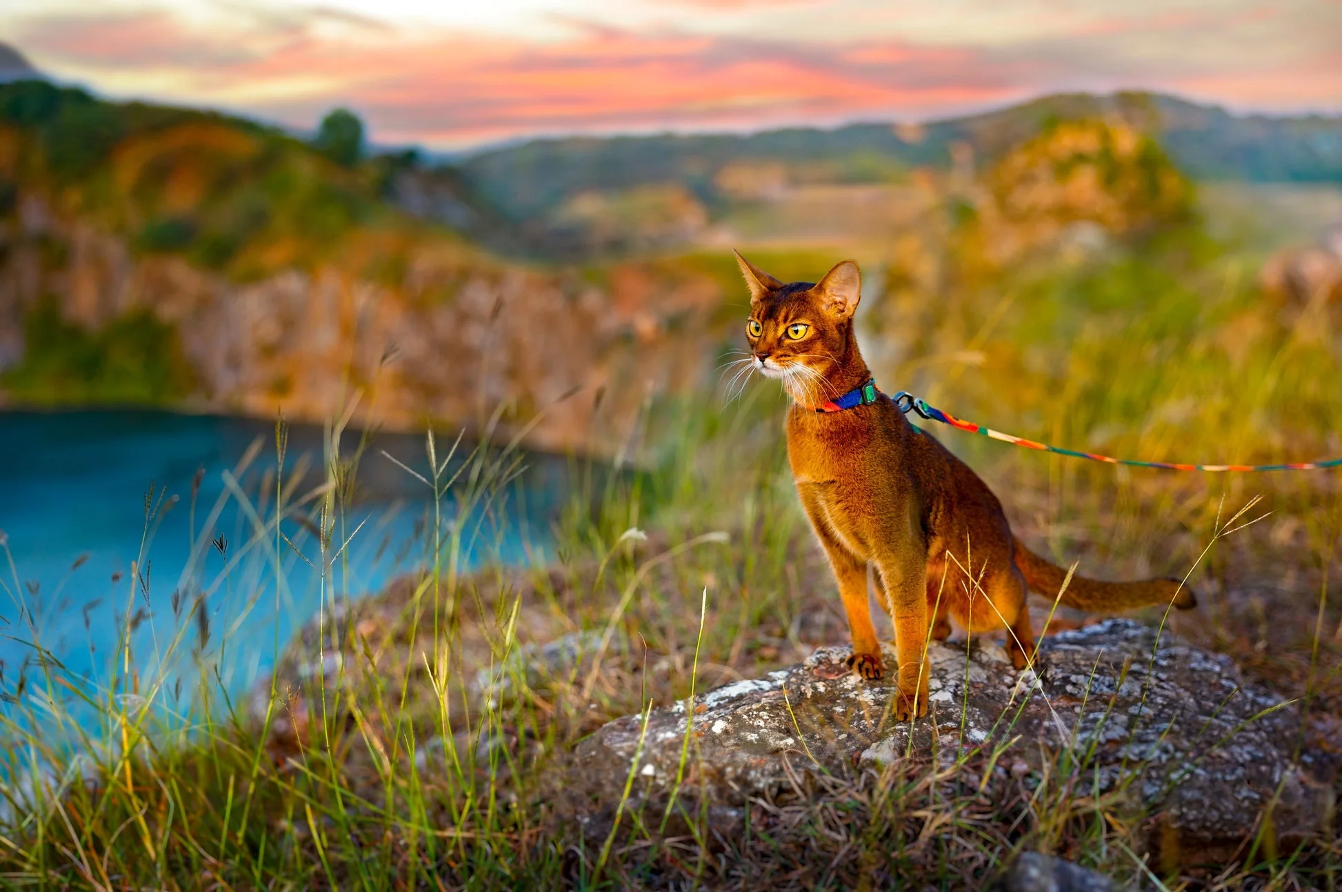 PIDAN Cat Leash & Harness - Image 2