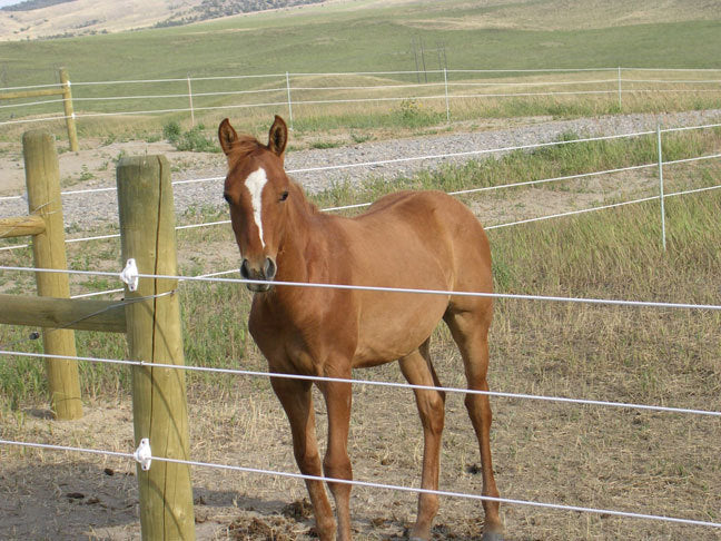 Solar Electric Fence Energiser - Image 9